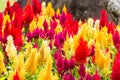 Celosia argentea or Cockscomb, mix color Royalty Free Stock Photo