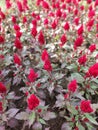 close up red cockscomb or celosia argentea flower blossom Royalty Free Stock Photo