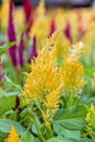Celosia Argentea flower Royalty Free Stock Photo
