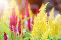 Celosia Argentea flower Royalty Free Stock Photo