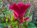 Celosia argentea flower