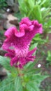 Celosia argentea flower which has a very beautiful purple color grows in the yard of the house