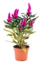 Celosia argentea.