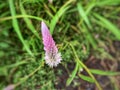 Celosia Argentea, Kurdu, Amaranthaceae, A widespread weed. Due to its medicinal properties it is used in ayurveda.