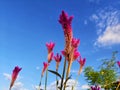 Celosia argentea L. or Abanico in Pota, Flores, NTT, Indonesia