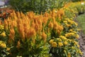 Celosia Argentea plants outside Royalty Free Stock Photo