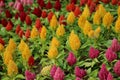 Celosia argentea or Plumped Cockscomb flowers. Royalty Free Stock Photo