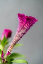 Celosia argentea var. cristata Royalty Free Stock Photo