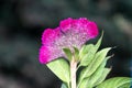 Celosia argentea var. cristata Royalty Free Stock Photo