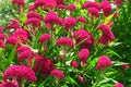 Celosia argentea var. Cristata, Cockscomb, Chinese Wool Flower bloom in the garden Royalty Free Stock Photo