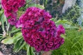 Celosia Argentea Var Cristata flower Royalty Free Stock Photo