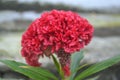 Beautiful Red Celosia Argentea Cockscomb Flower Captured Close Up With Blurry Background Royalty Free Stock Photo