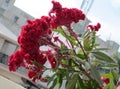 Red color Celosia stock photo