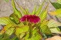 Celosia comb in the garden close-up