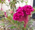 Celosia cristata indonesia exotic flowers Royalty Free Stock Photo
