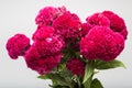 Celosia Cristata known as Cockscomb Royalty Free Stock Photo