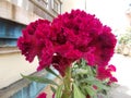 Celosia cristate 2