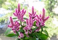 Celosia Flamingo Feathers pink flowers, shrub with green leafs,