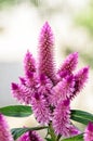 Celosia Flamingo Feathers pink flowers, shrub with green leafs,