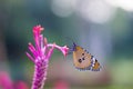 Celosia flower blooming in full in a nice soft natures background Royalty Free Stock Photo