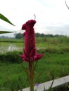 The celosia flower buds are red in color in front of a stretch of green rice fields