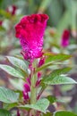 Celosia flower in the garden