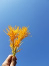 Yellow Celosia flowers in bright sky background.
