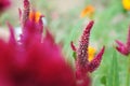 Celosia flowers with natural light on summer Royalty Free Stock Photo