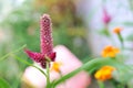 Celosia flowers with natural light on summer Royalty Free Stock Photo