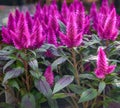 Celosia flowers