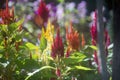 Celosia flowers in summer