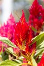 CELOSIA