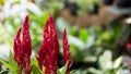 Celosia the Red Velvet Flower