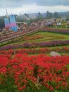 Celosia Park is a beautiful atmosphere and fresh air combined with the beauty of a variety of colorful flowers.? Royalty Free Stock Photo