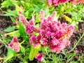 Celosia pink Royalty Free Stock Photo