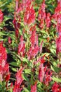 Celosia, Plumed celosia, Wool flower, Red fox Royalty Free Stock Photo