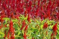 Celosia, Plumed celosia, Wool flower, Red fox Royalty Free Stock Photo