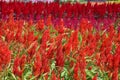 Celosia, Plumed celosia, Wool flower, Red fox Royalty Free Stock Photo