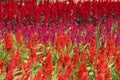 Celosia, Plumed celosia, Wool flower, Red fox Royalty Free Stock Photo