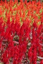 Celosia, Plumed celosia, Wool flower, Red fox Royalty Free Stock Photo