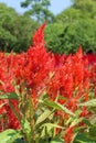 Celosia, Plumed celosia, Wool flower, Red fox Royalty Free Stock Photo