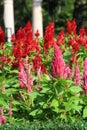 Celosia, Plumed celosia, Wool flower, Red fox Royalty Free Stock Photo