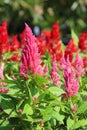 Celosia, Plumed celosia, Wool flower, Red fox Royalty Free Stock Photo