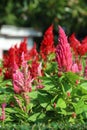 Celosia, Plumed celosia, Wool flower, Red fox