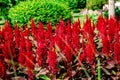 Celosia plumosa Century Fire flowering in rich velvety, scarlet and red shades in the garden Royalty Free Stock Photo