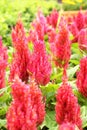Celosia plumosa flower Royalty Free Stock Photo