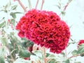 Celosia plumosa