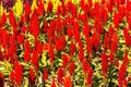 Celosia Plumosa in gadent Royalty Free Stock Photo