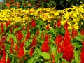 Celosia plumosa. Glorious Red garden flower with yellow Gerbera