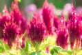 Celosia plumose is a beautiful pink shrub